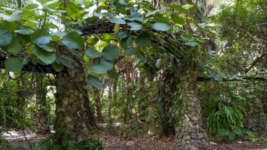 Botanik bahçesindeki bir taş ve metal kafesin içinden geçen bir kaya yolu..