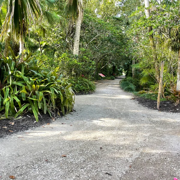 Sentier Pédestre Incurvé Travers Jardin Botanique Tropical Floride — Photo