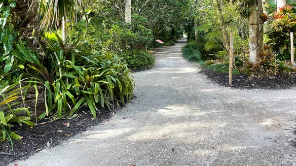 Böjd Bergsvandring Genom Tropisk Botanisk Trädgård Florida — Stockfoto
