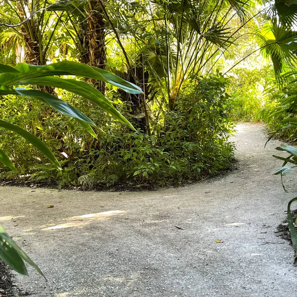 Zakrzywiona Ścieżka Spacerowa Przez Tropikalny Ogród Botaniczny Florydzie — Zdjęcie stockowe