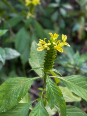 Florida 'da tropik bir botanik bahçesindeki parlak sarı çiçekli bir bitkinin makro görüntüsü..