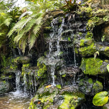 Florida Vero Beach 'te bir botanik bahçesinde tropik bir şelale..