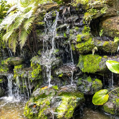 Florida Vero Beach 'te bir botanik bahçesinde tropik bir şelale..
