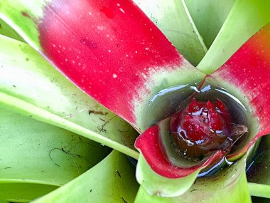 Botanik bahçesindeki bir ağaca bağlı olan bromeliad bitkisinin makro görüntüsü..