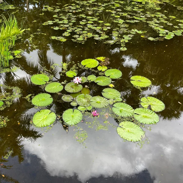 Тропический Водоем Водяными Лилиями Ботаническом Саду Веро Бич Флорида — стоковое фото