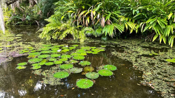 Tropical water pond with water lillies in a botanical garden in Vero Beach, Florida.