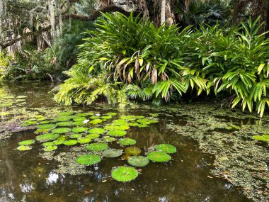 Florida Vero Plajı 'ndaki bir botanik bahçesinde su zambaklarıyla dolu tropik su birikintisi.