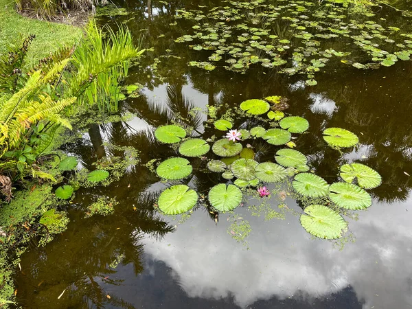 Tropical water pond with water lillies in a botanical garden in Vero Beach, Florida.