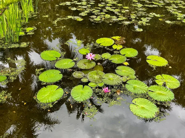 Tropical Water Pond Water Lillies Botanical Garden Vero Beach Florida — Stock Photo, Image