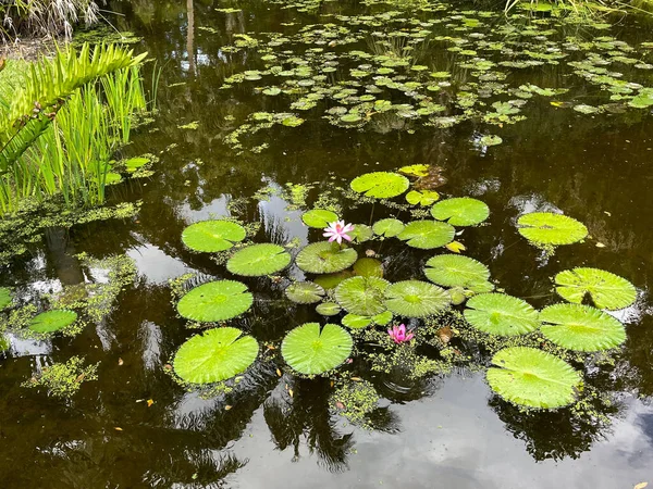 Lagoa Água Tropical Com Lírios Água Jardim Botânico Vero Beach — Fotografia de Stock