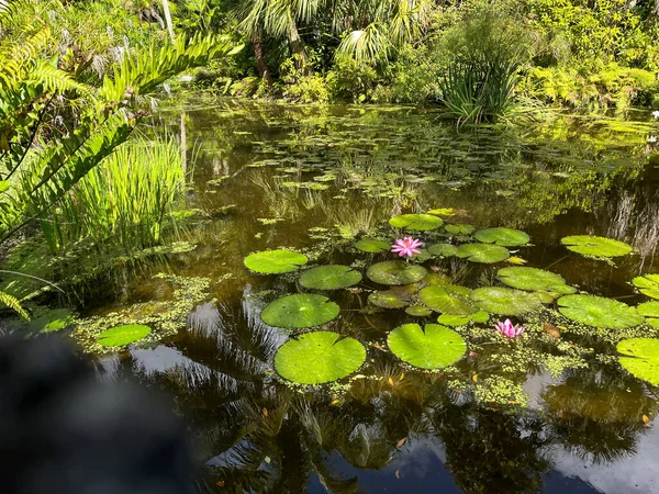 Tropischer Wasserteich Mit Seerosen Einem Botanischen Garten Vero Beach Florida — Stockfoto