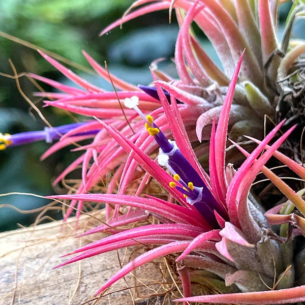 Una Vista Macro Una Colorida Planta Aire Con Fondo Borroso —  Fotos de Stock