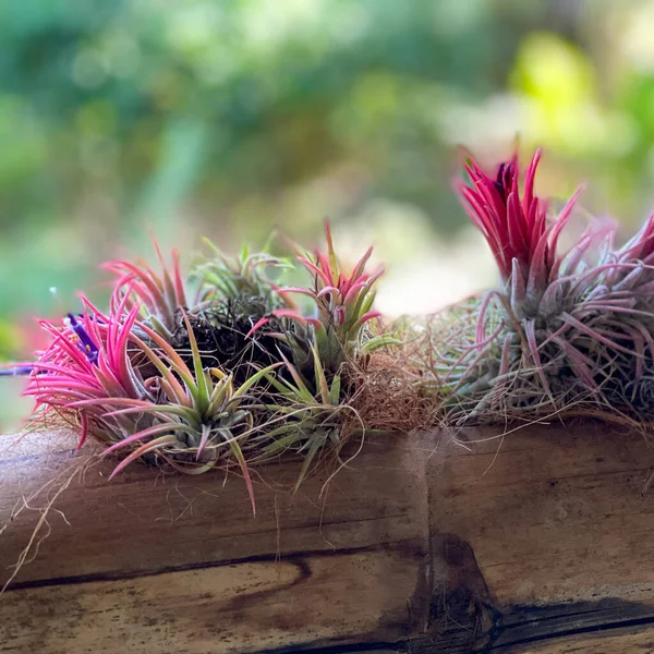 A macro view of a colorful air plant with a blurred background attached to a wooden rail in a tropical botanical garden in Florida.