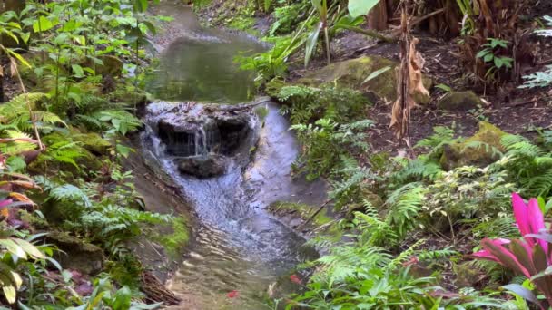 Gros Plan Ruisseau Traversant Une Forêt Tropicale Dans Jardin Botanique — Video