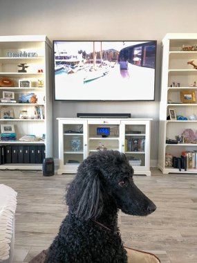 Orlando, FL USA - 22 Ocak 2021: Televizyon izleyen siyah bir kaniş.