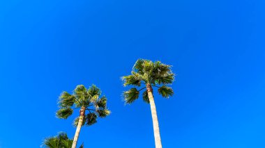 Tropikal palmiye ağaçları rüzgarda savruluyor açık mavi gökyüzünde fotokopi uzayıyla.