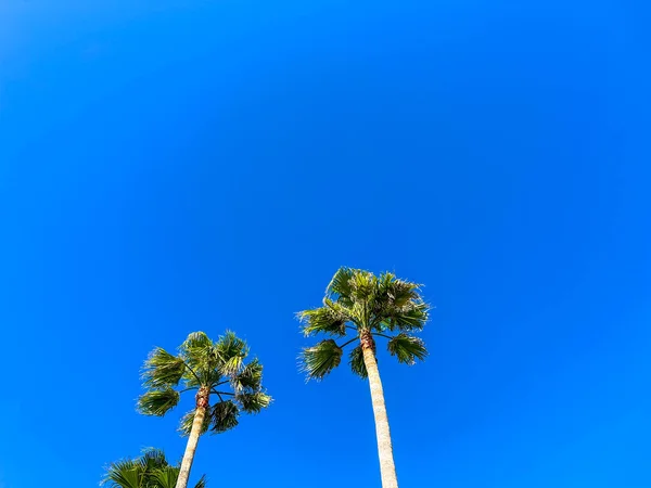 Palmiers Tropicaux Soufflant Dans Vent Par Une Journée Ciel Bleu — Photo
