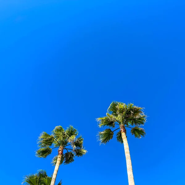 Tropikal Palmiye Ağaçları Rüzgarda Savruluyor Açık Mavi Gökyüzünde Fotokopi Uzayıyla — Stok fotoğraf