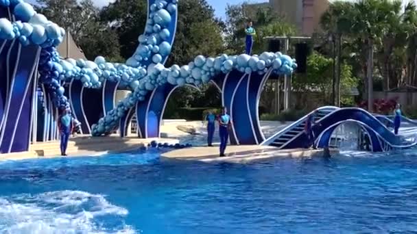 Orlando Eua Golfinhos Pulando Uníssono Dia Ensolarado Brilhante — Vídeo de Stock
