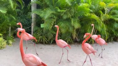 Orlando, FL USA - 21 Mayıs 2021: Pembe ve turuncu flamingolar Orlando, Florida 'daki Discovery Cove' da dolaşıyorlar.