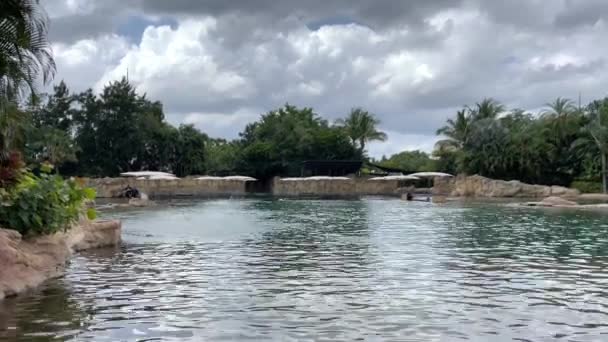 フロリダ州オーランド 2021年5月21日 Kでフロリダ州オーランドのイルカのディスカバリーコーブで時間を過ごす — ストック動画