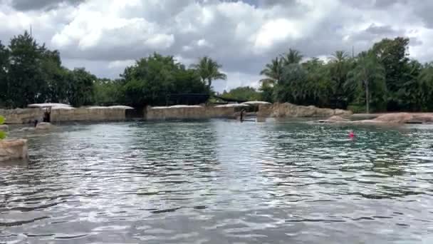 フロリダ州オーランド2021年5月21日 フロリダ州オーランドの動物園で4Kで遊ぶイルカ — ストック動画