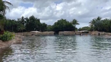 Orlando, FL USA - May 21, 2021:  Dolphins playing at a zoo in Orlando, Florida.  