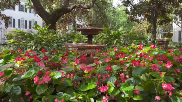 Nahaufnahme Einer Blume Und Eines Brunnens Einem Park Orlando Florida — Stockvideo