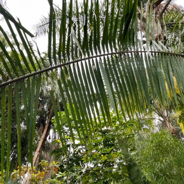 Florida 'da güzel bir bahçede yeşilliğin önünde bir palmiye fron..
