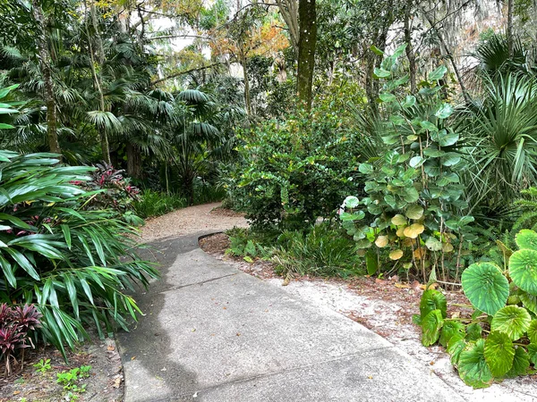 Trottoar Betong Som Går Genom Trädgård Botanisk Trädgård Florida — Stockfoto