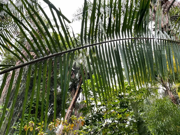 フロリダの植物園の緑の前のヤシの葉 — ストック写真