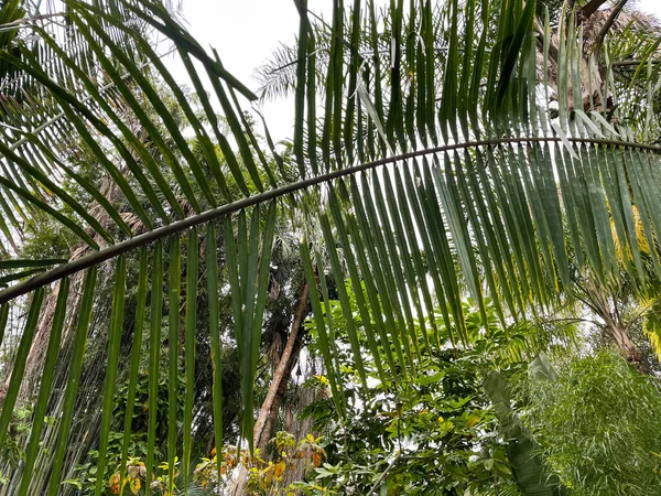 フロリダの植物園の緑の前のヤシの葉 — ストック写真