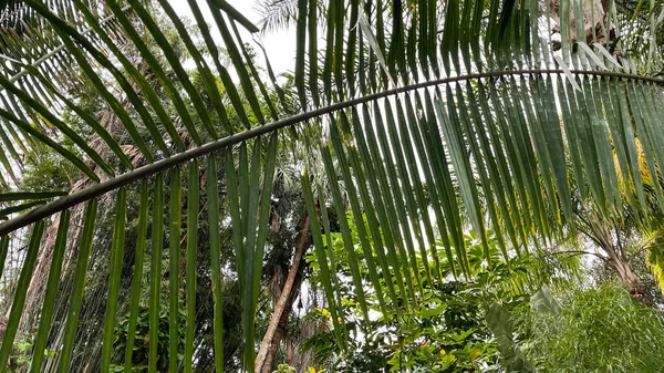 Palm Fron Przed Zielenią Bontanical Ogrodzie Florydzie — Zdjęcie stockowe