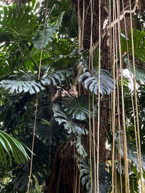 Florida 'daki bir botanik bahçesinde üzerinde büyük yapraklar ve sarmaşıklar olan bir ağaç..