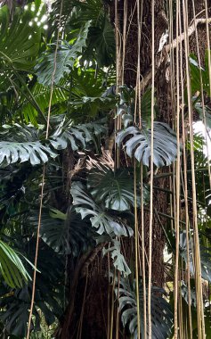 Florida 'daki bir botanik bahçesinde üzerinde büyük yapraklar ve sarmaşıklar olan bir ağaç..