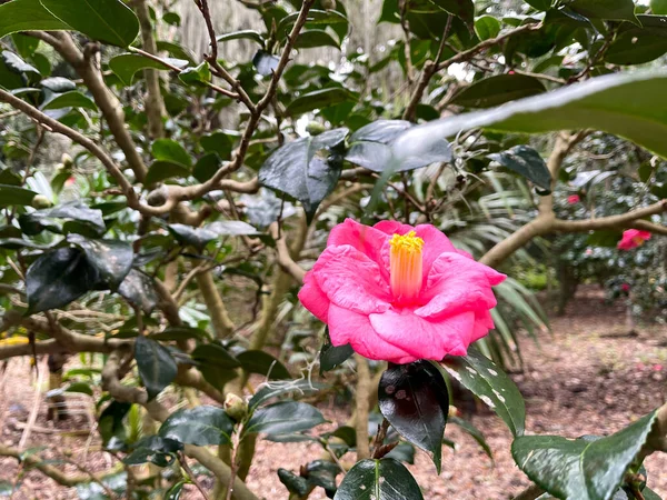 Fiore Rosa Brillante Con Piante Verdi Sullo Sfondo Giardino Botanico — Foto Stock