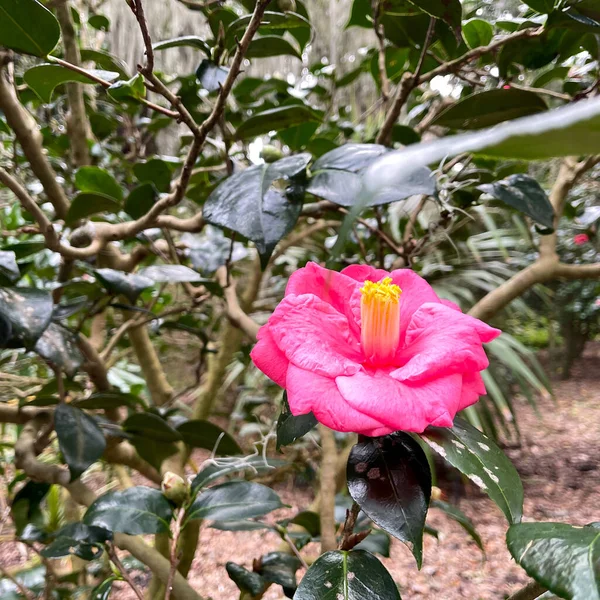 Fiore Rosa Brillante Con Piante Verdi Sullo Sfondo Giardino Botanico — Foto Stock