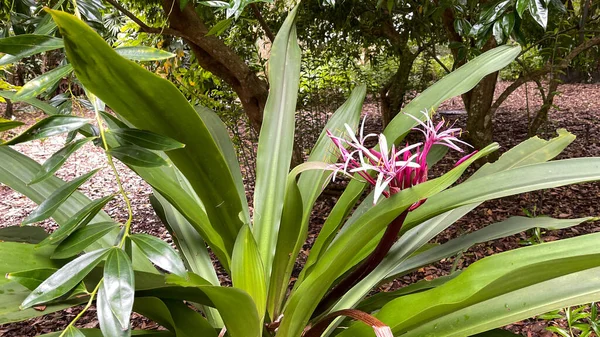Uma Bela Flor Rosa Jardim Botânico Flórida — Fotografia de Stock