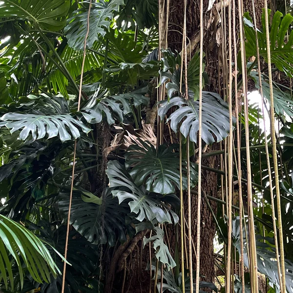 Árbol Con Vides Filodendro Hojas Grandes Jardín Botánico Florida — Foto de Stock