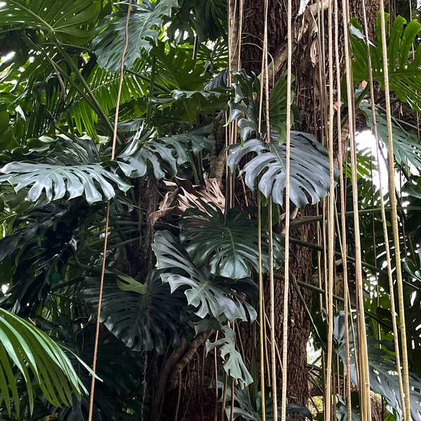 Drzewo Philodendron Winoroślami Dużymi Liśćmi Tym Ogrodzie Botanicznym Florydzie — Zdjęcie stockowe