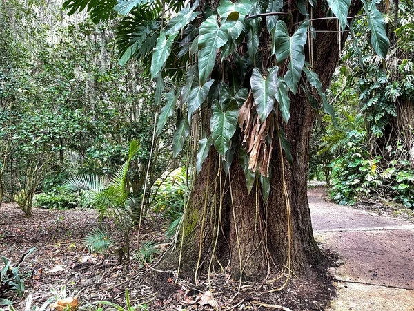 Drzewo Philodendron Winoroślami Dużymi Liśćmi Tym Ogrodzie Botanicznym Florydzie — Zdjęcie stockowe