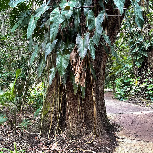 Drzewo Philodendron Winoroślami Dużymi Liśćmi Tym Ogrodzie Botanicznym Florydzie — Zdjęcie stockowe