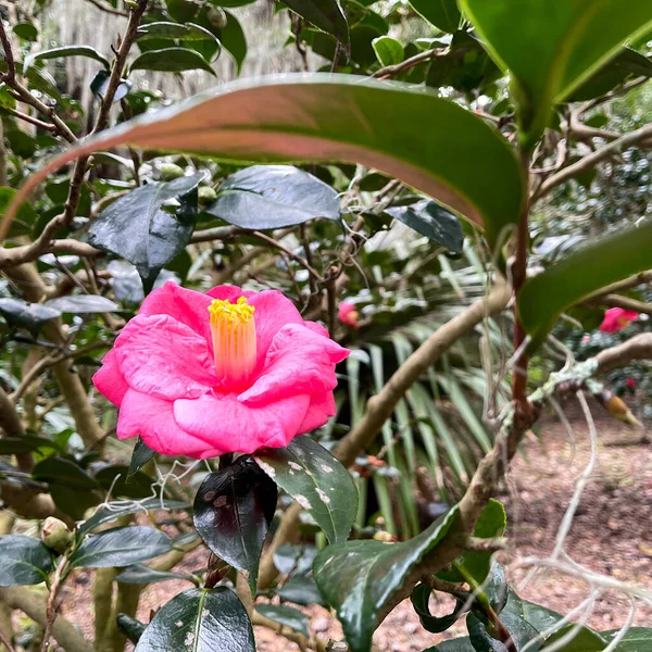 Fiore Rosa Brillante Con Piante Verdi Sullo Sfondo Giardino Botanico — Foto Stock