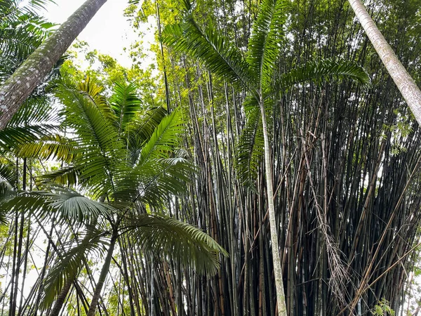 Roślina Bambusa Ogrodzie Botanicznym Florydzie — Zdjęcie stockowe