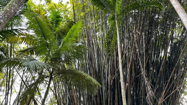 フロリダの植物園の竹工場 — ストック写真