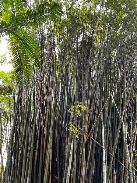 フロリダの植物園の竹工場 — ストック写真