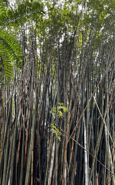 Egy Bambusznövény Egy Botanikus Kertben Floridában — Stock Fotó