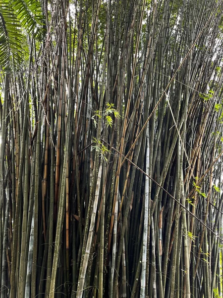 Roślina Bambusa Ogrodzie Botanicznym Florydzie — Zdjęcie stockowe