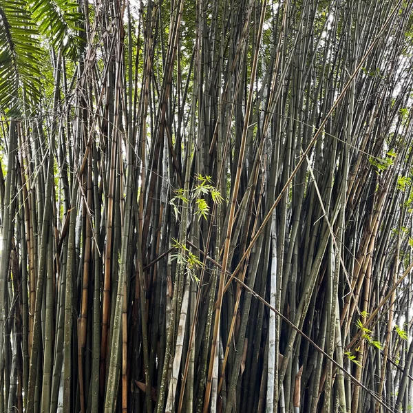 Bambuväxt Botanisk Trädgård Florida — Stockfoto