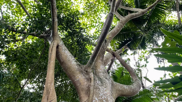 フロリダ州の植物園で発見されたユニークな峡谷の木の幹 — ストック写真